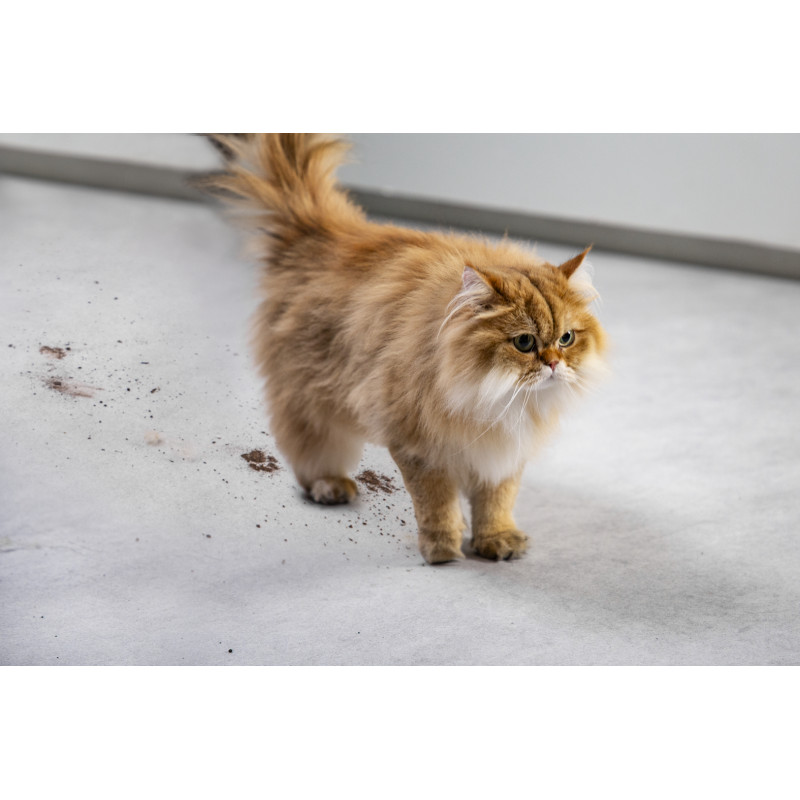 Aspirateur ROWENTA GZ5035WO